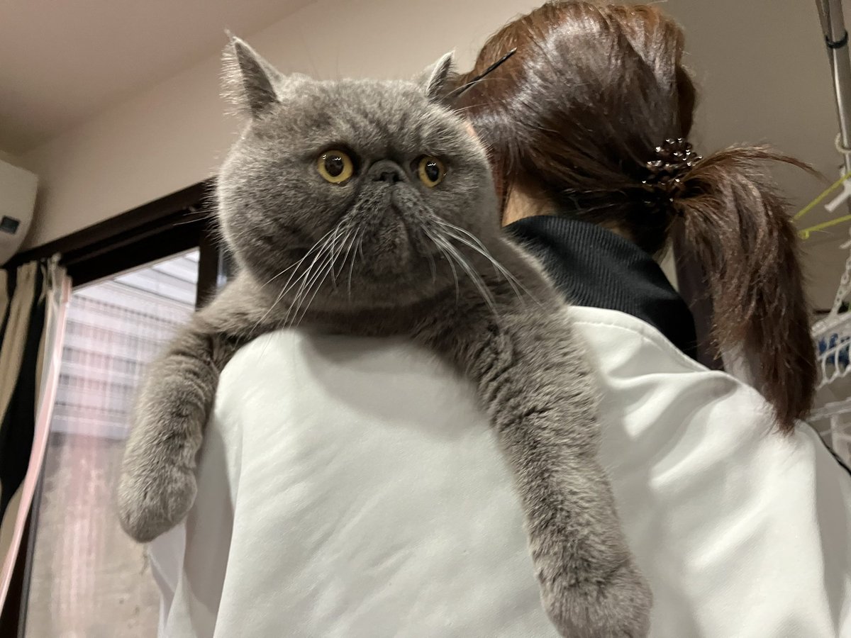 ginto1818's tweet photo. カインズでニャンズカードをゲット!!

#エキゾチックショートヘア #ねこすたぐらむ #ねこのいる生活
#猫のいる暮らし #猫好きさんと繋がりたい #ねこのきもち #pecoねこ部 #サンデイ #catst #ニャンズカード https://t.co/Qj3WNGwlXV