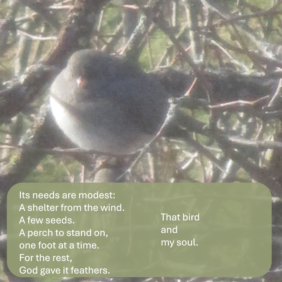 d_gheorgheni's tweet image. #vss365 #modest