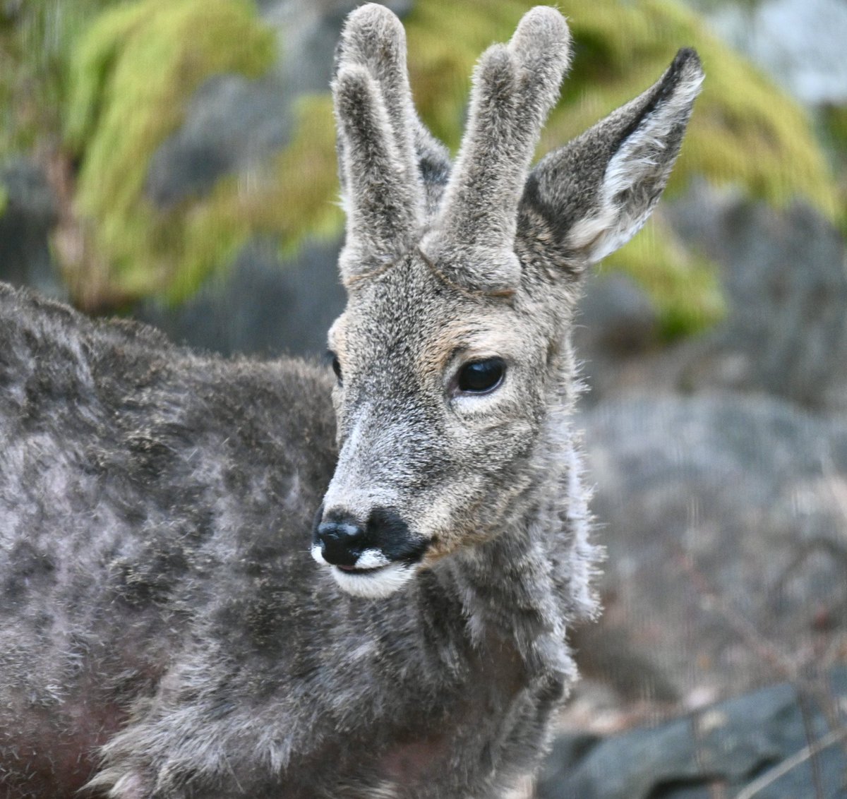 Tuff årstid för djuren.