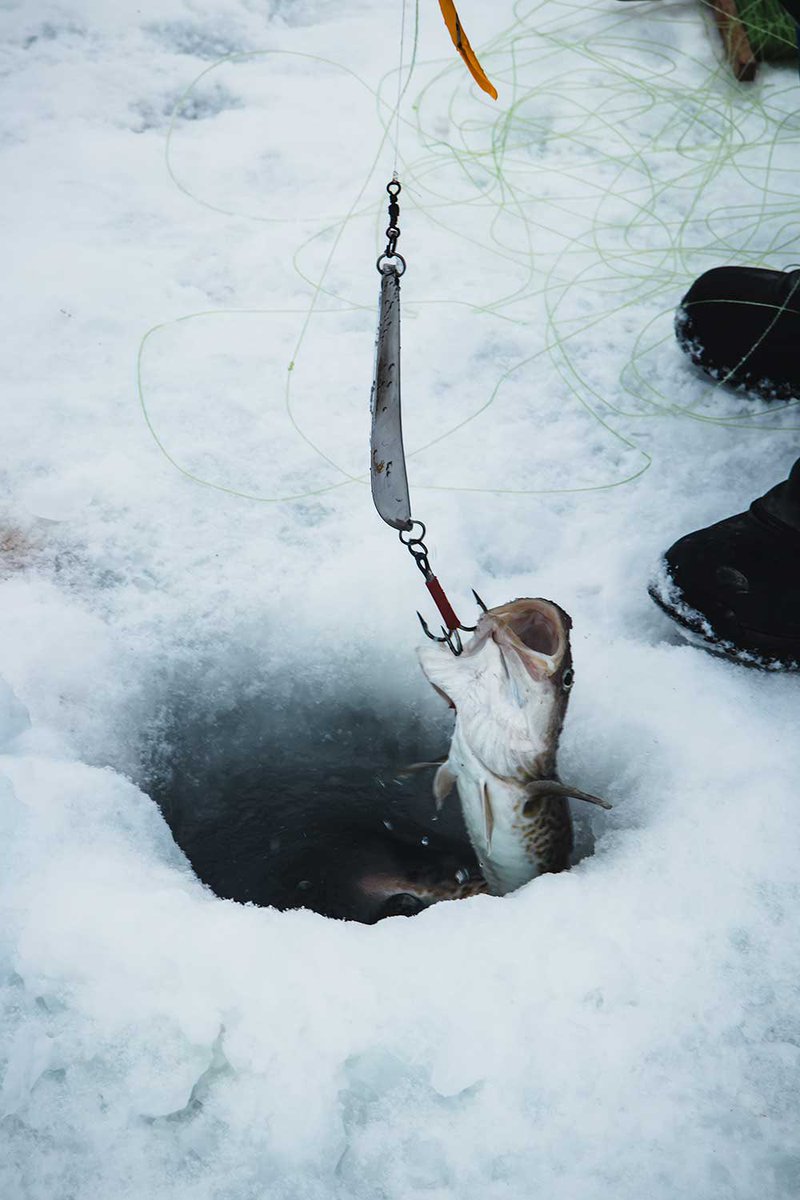 aca_elephant's tweet photo. A frozen lake. Colourful tiny houses in the distance. A small settlement in Greenland, Oqaatsut. The perfect place to go icefishing. The thrill of catching your first fish. More information on how “nature shapes your plate” in our new article on the website. https://t.co/iNEQpfpRzb