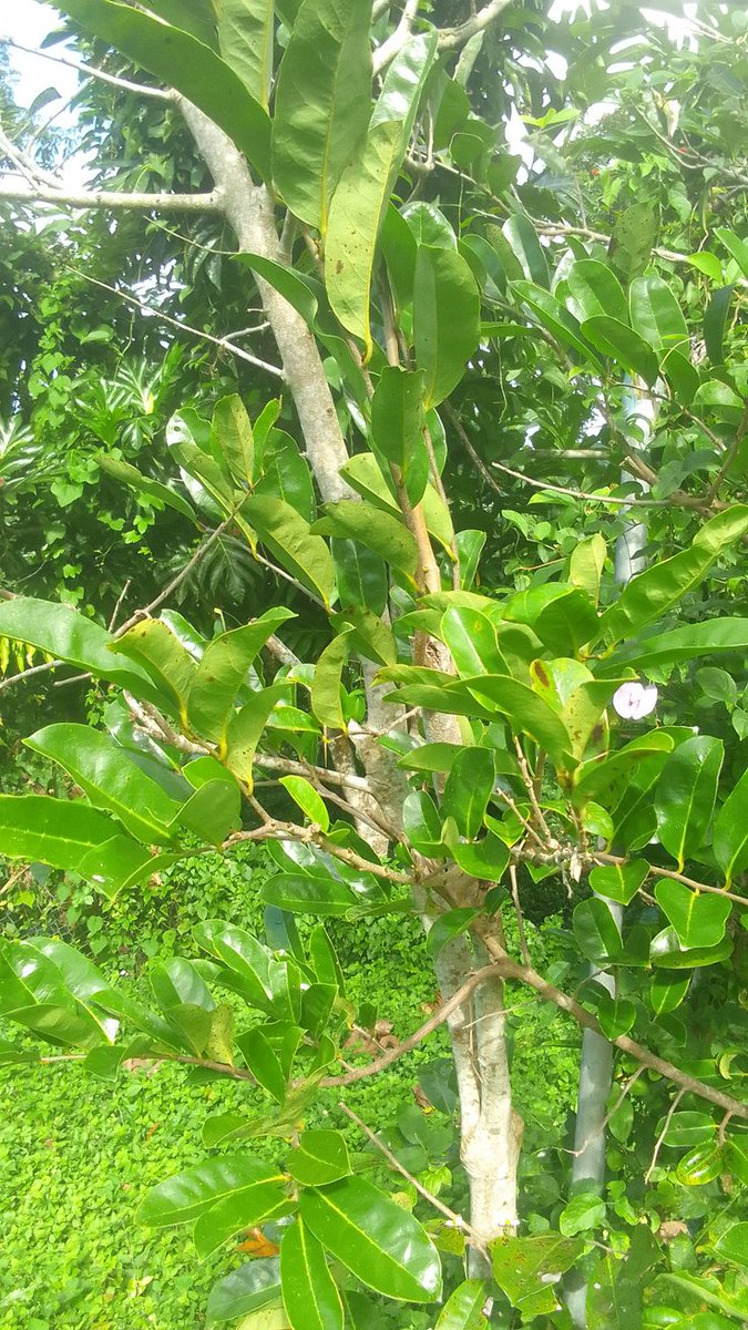 SimplyDivine321's tweet photo. #Health / Well-being ๐ฟ๐
This tree is called 'Mountain Sap'. Its fruits are orange on the inside; it's a different variety of '#Soursap'. ๐
Packed with vitamins, antioxidants, phytochemicals. ๐ช๐๐ฌ
๐ฏ๐ฒ๐ฎ๐ณ
#indiandiaspora #India #Indian #Bharat #Jamaica #Organicfarming https://t.co/4pJIodTuVw