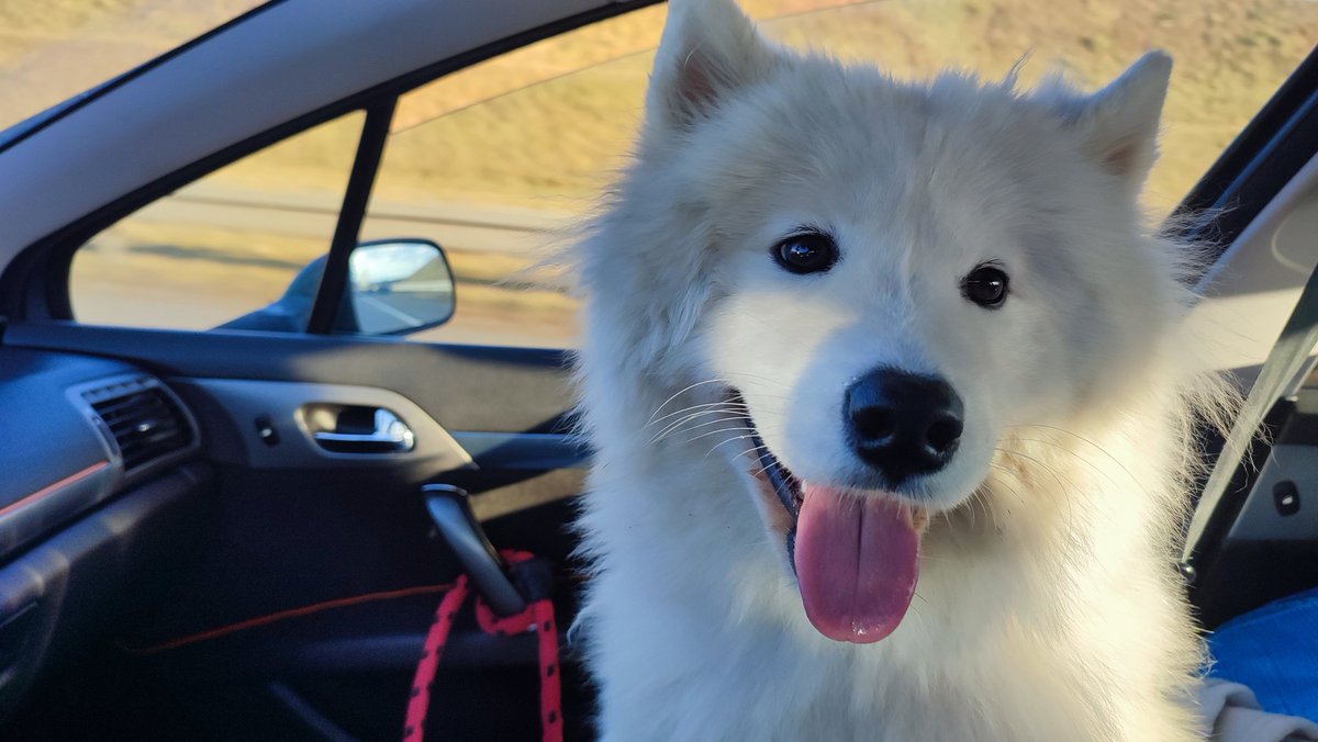 My new dog, Samoyed. Named Coco. I am very happy that he is with me, he gives me a lot of joy and happiness and comfort in my lonely life.