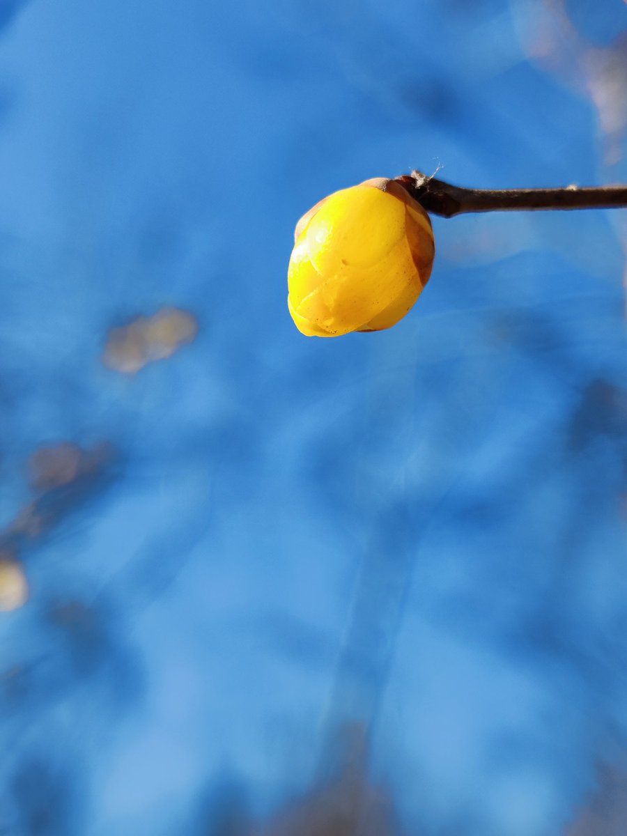 6 kilometer and watch a flower