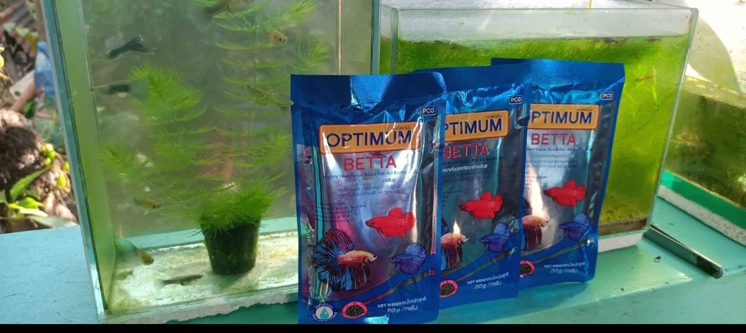 jhon_zaide's tweet photo. Optimum Betta | Betta Pellet | Optimum Pellet | Floating Pellet | Fish Pellet Food https://t.co/DHjs6nsLfE https://t.co/A18jyACCTq