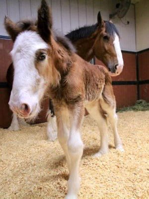 Yall $JAKE could be todays winner. 

He’s an adorable baby Clydesdale horse. With the #SuperBowlLIX being today is the perfect recipe! 

HWwHb781JRRUrFs71eyttSTTNCiSGD7u51XVpGCgpump
