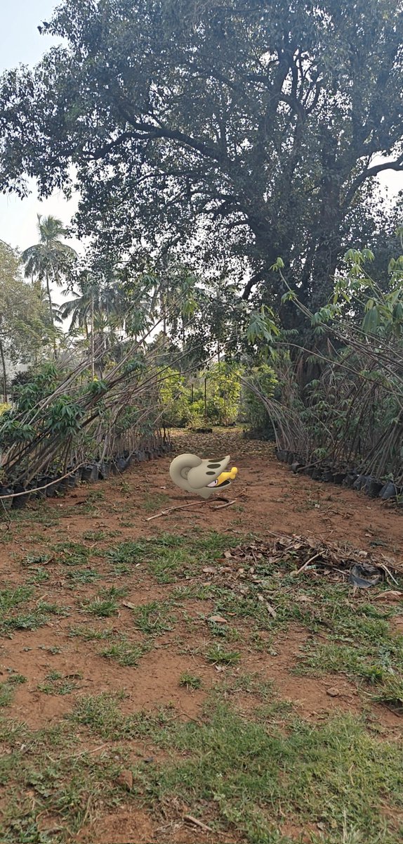 Susruth_16's tweet image. Community day AR snaps-2, ft.
Shelmet waddling around
#PokemonGOCommunityDay 
#PokemonGoARPlus
@PokemonGoAppIN 
@pogohyd