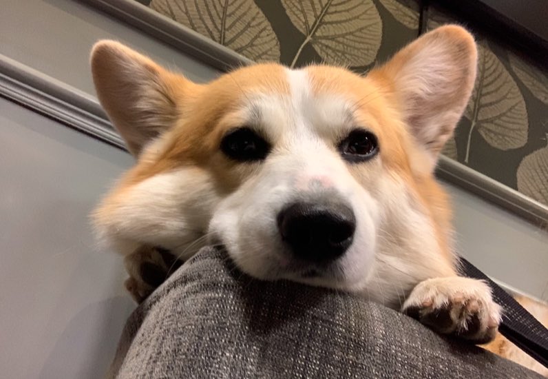 WoodturnersWife's tweet photo. Duke wants to know why heβs not getting many cuddles today π₯Ί
Weβve been at market for 4 hours and barely seen a soul
#WhereIsEveryone #SmallBiz #FebruaryBlues https://t.co/OLtvxivehT