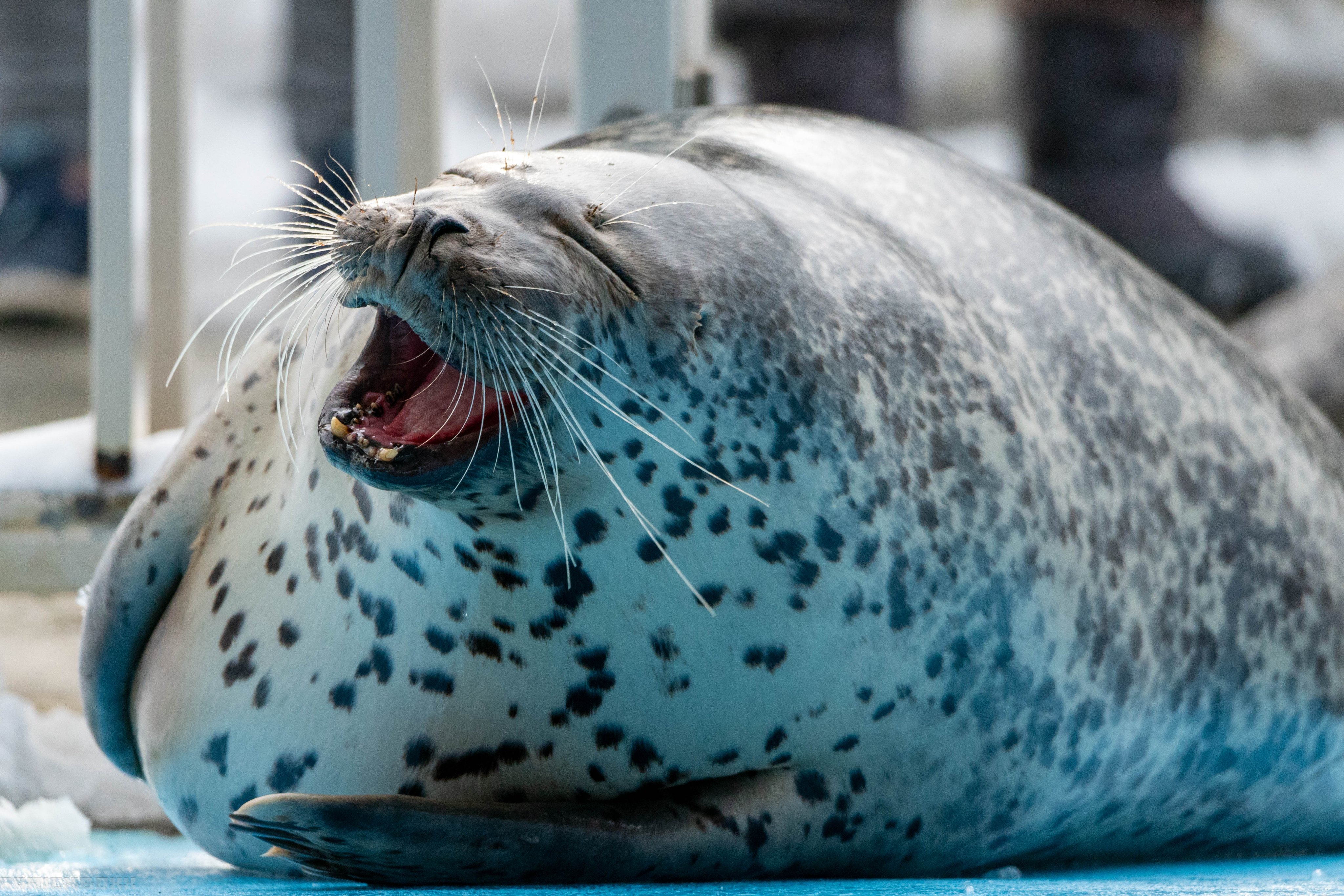 カニアザラシ🦀🦭空生ちゃん✨🤍 Follow: @hakuhime_az🦭💕 June 3rd, 2024 #アザラシ #seal #海獣  #seaanimals #animal #animals #あざらし #水族館 #ゴマフアザラシ #sealsofinstagram  #larghaseal #larghaseals #바다표범 #물범 #aquarium #sealpup #アザラシのこども 