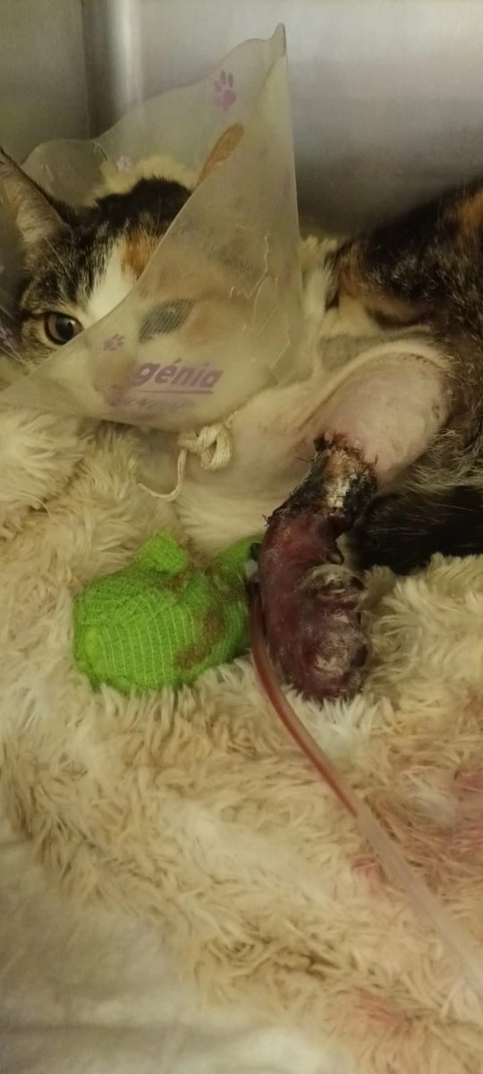 Beatriz Gutiérrez tweet media