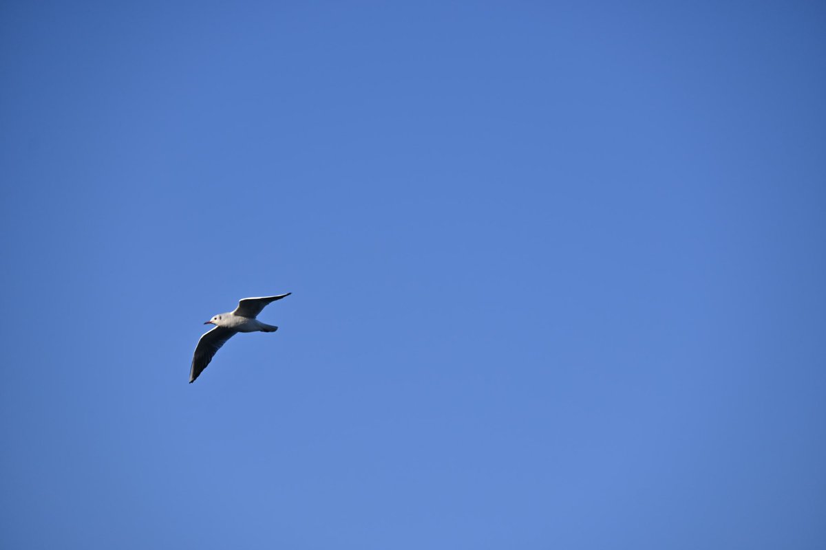 SoraPecco31's tweet photo. Seagull Song.

歌の行方は
空の向こう

私の夕暮れは
あなたの夜明け

届くでしょうか
この歌が
届くでしょうか
この祈りが

あなたの夕暮れは
私の夜明け

耳を澄まします

あなたの歌が聞こえるように

#photopoem #poegraph #poem #ポエグラフ #詩 #ポエってます #鴎 #seagull https://t.co/g69v8vYOkX