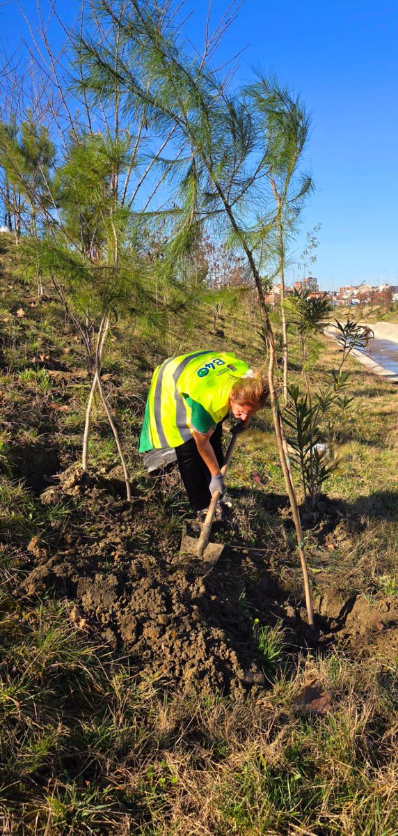 +78 mimoza të reja përgjatë Lanës! 🌳💛

Pranvera në Tiranë do të jetë edhe më e bukur! ✨