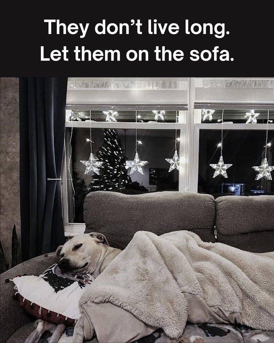 HeckinGoodDogs's tweet image. 