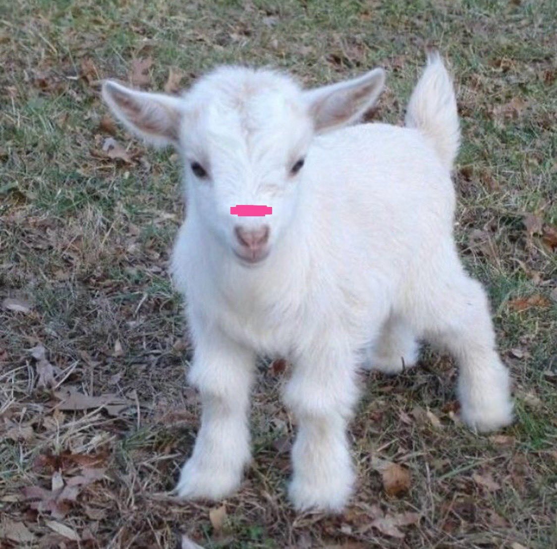 miayaps's tweet photo. welcome back babygoat 🩷 https://t.co/dWNXKIxrOl