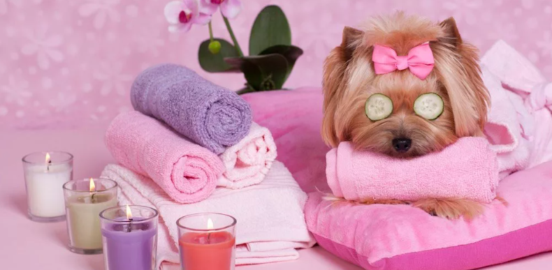 Spatuperro's tweet photo. En Spatuperro estamos de celebración! Por cada compra realizada esta semana, donaremos un 10% a refugios de animales. ¡Compra con propósito y ayúda a los peludos que más lo necesitan! https://t.co/FV1zRUILAp