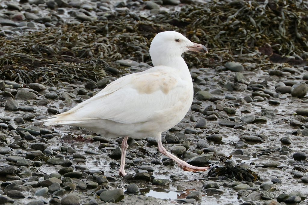 NrthWildlifePix's tweet photo. I was certain I had a Glaucous Gull today and it turns out it’s a Leucitic Greater Black Backed Gull.  I suppose it’s an interesting bird https://t.co/G0tToh1Lsg