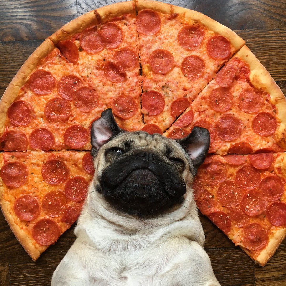 itsdougthepug's tweet photo. HAPPY PIZZA DAY 🍕 #NationalPizzaDay https://t.co/ouEzseP8ZW
