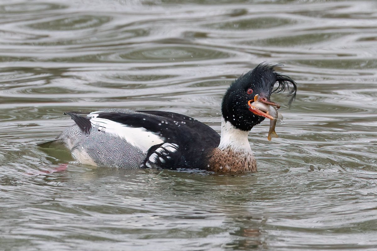 dave_b_james's tweet image. It was an absolute delight to see this stunning male Red-breasted Merganser busily feeding in the channel by the road bridge at Blatherwyke Lake at lunchtime today. What a bird! #northantsbirds @bonxie