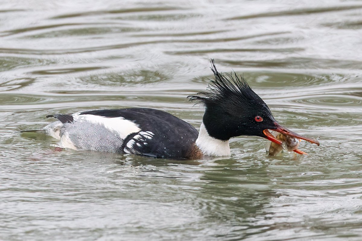 dave_b_james's tweet image. It was an absolute delight to see this stunning male Red-breasted Merganser busily feeding in the channel by the road bridge at Blatherwyke Lake at lunchtime today. What a bird! #northantsbirds @bonxie
