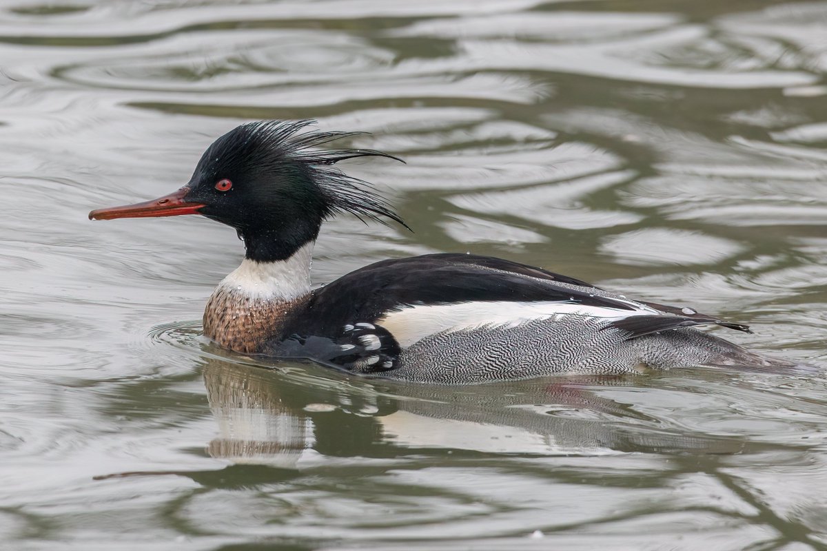 dave_b_james's tweet image. It was an absolute delight to see this stunning male Red-breasted Merganser busily feeding in the channel by the road bridge at Blatherwyke Lake at lunchtime today. What a bird! #northantsbirds @bonxie