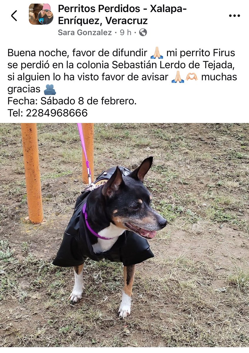 angiemaycolunga's tweet photo. RT x FIRUS🐶 
#Xalapa @pilykuera @Corintiacruz @AbelMucino @PacoDizfinck @CECILLIA36 @marydebeck @anicienta_6 @mayteponm @Ydlan @sara_juarez @VialidadXalapa @fherciencias @camellinlove @Mtra_Shaira @RoxanaAAT @mageba04 @tierraverde1943 @ArrezEdda @PopColorsXal @penelopemoncayo https://t.co/x7dORLSQFJ