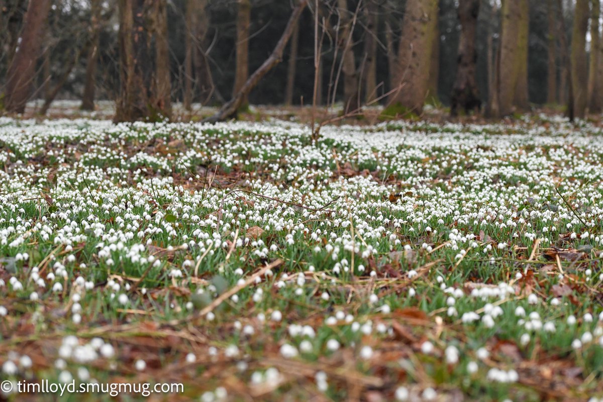 g6ued's tweet photo. We really enjoyed the Snowdrop Wood today down at @AttinghamParkNT, great show!

@nationaltrust @bbcweather #snowdrop https://t.co/4JXW6N9vBr