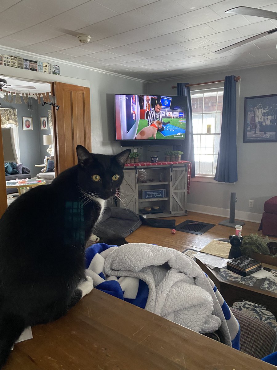 My guy Alfredo watching the Puppy Bowl and cheering on  Paws Allen but wishing Josh Allen was playing later! #PuppyBowl