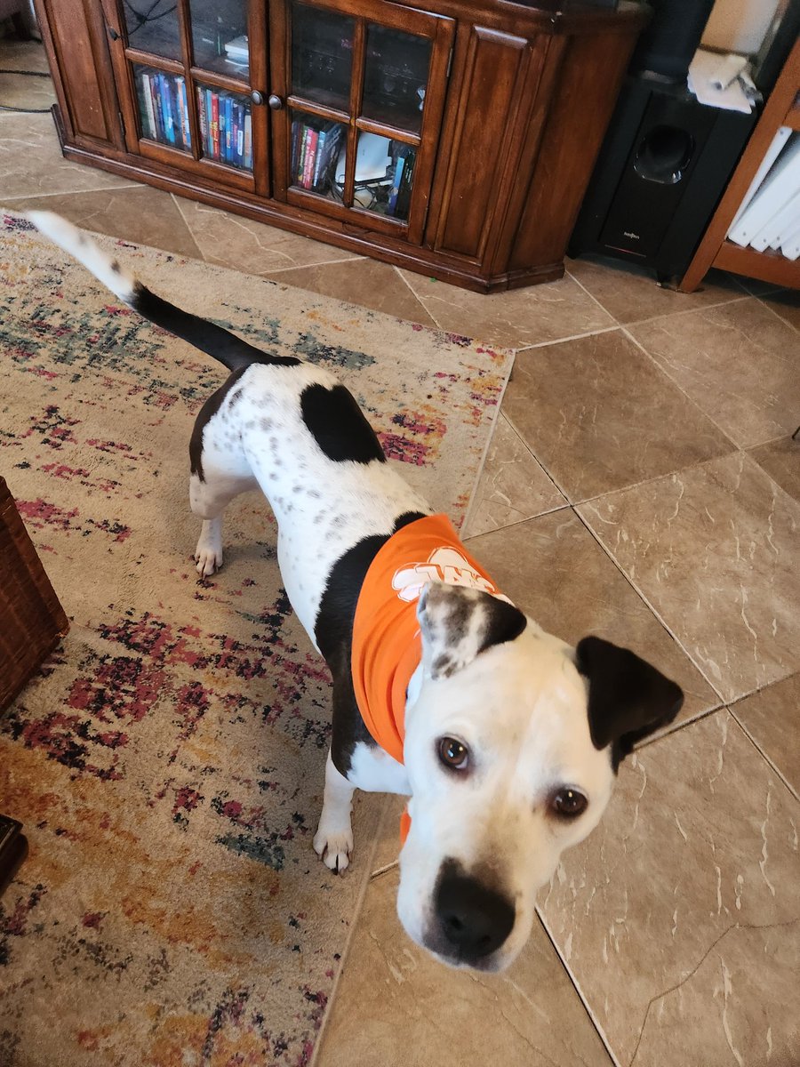 JPDetiege's tweet photo. Walter watching the #PuppyBowl https://t.co/zhUXueSquM