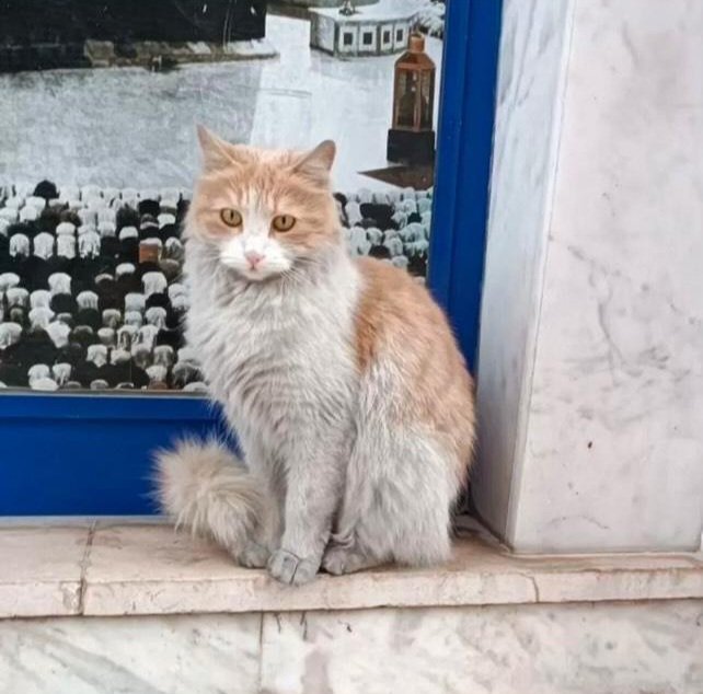 ktohaydost's tweet photo. 📍ACİL GEÇİCİ YUVA 
Anne ve 2 bebeğine acil geçici yuva aranıyor.Annenin emzirmesi bitince kısırlaştırılacak.
İletişim:📞0536 071 61 97 https://t.co/wNL8A5lCrJ