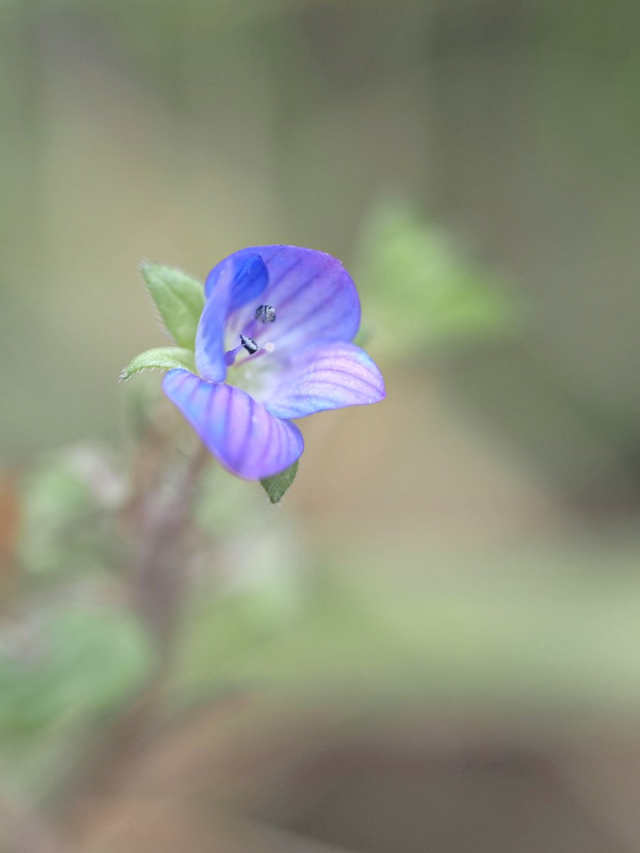 JillWhitelock's tweet image. Common field speedwell. #WildflowerHour