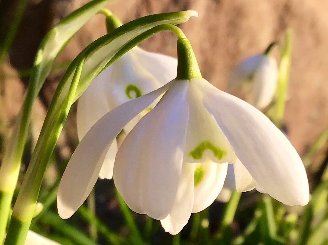 cloudymamma's tweet image. The Snowdrops 🤍🌱🤍

Nothing says Springtime more than the sweetest of flowers 

#MyGarden #SpringtimeFlowers 
#wildflowerhour #ThePhotoHour
