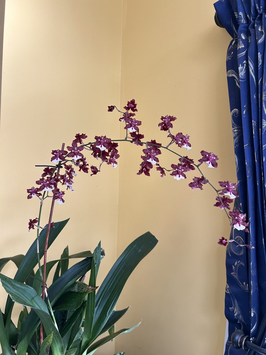 IzzyViv's tweet photo. Good ole reliable Sharry Baby 👍

#orchids https://t.co/GsrDKrz5wx