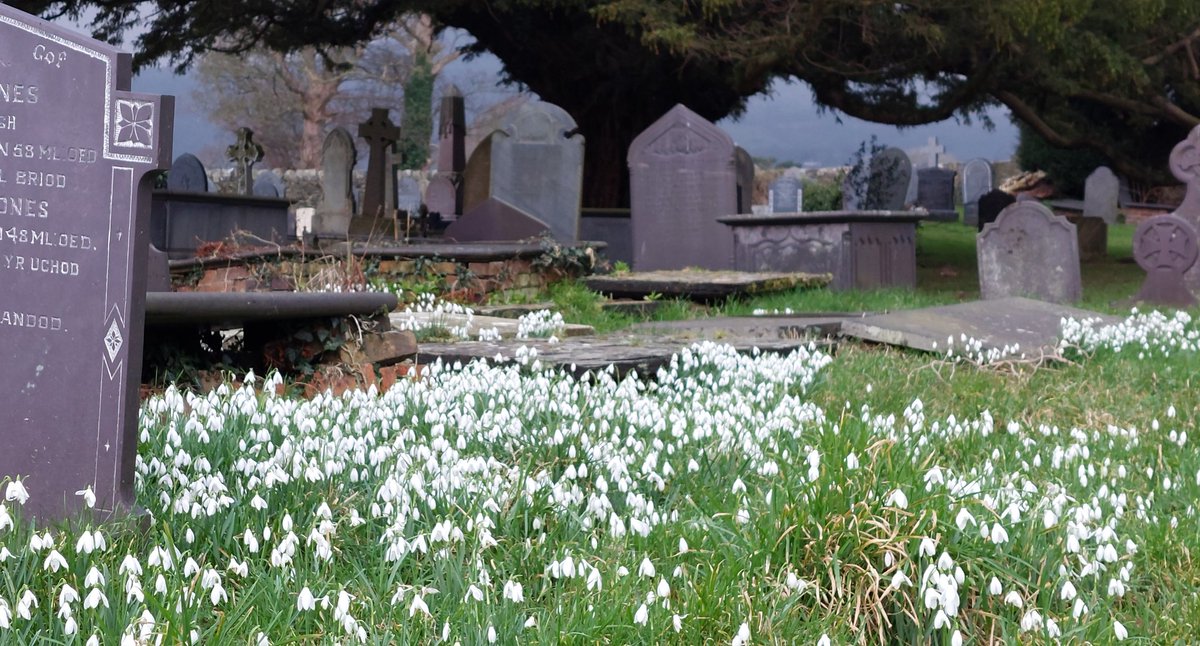 HafanOleu's tweet image. Lovely to see Caerhun churchyard in the Conwy Valley carpeted in Snowdrops today #wildflowerhour #NorthWales