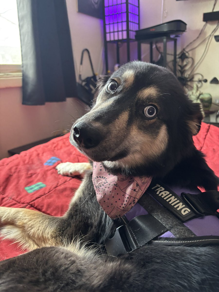 Jeremie Robinson (@swiffty01) on Twitter photo #LetDKCook <a href="/DKSportsbook/">DraftKings Sportsbook</a> my dog is sad I haven’t been picked yet and only you can change that DK4ever #LetDKCook <a href="/DKSportsbook/">DraftKings Sportsbook</a> my dog is sad I haven’t been picked yet and only you can change that DK4ever