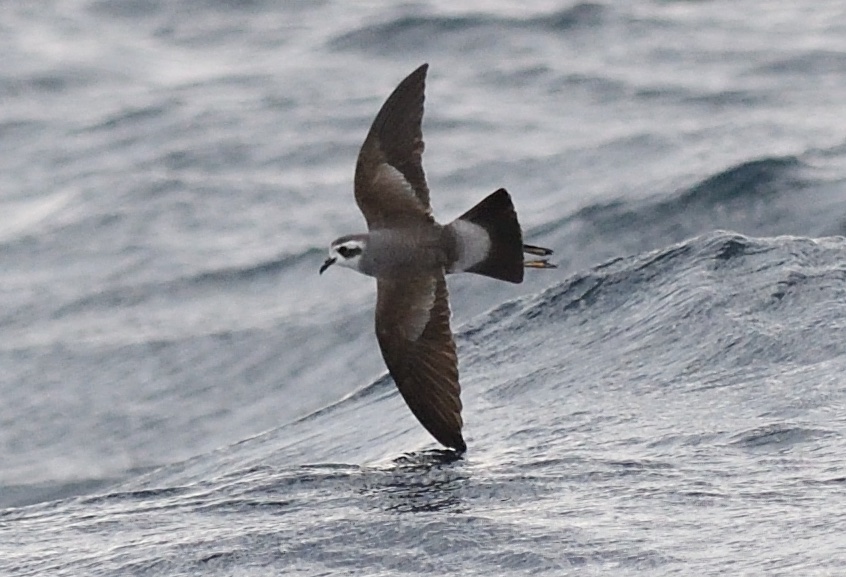 Oman Birding 🇴🇲 tweet media