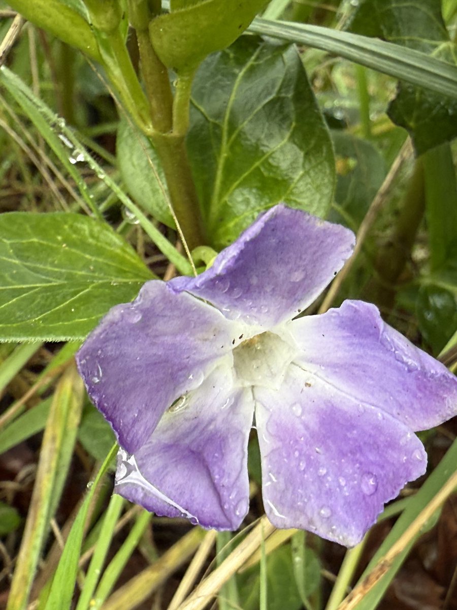 LauraMcKee_fyeh's tweet image. Greater periwinkle. Oddly enough I had ripped my thumb open on a bramble before finding this and now I learn that one of its nicknames is “cut finger”. #WildflowerHour