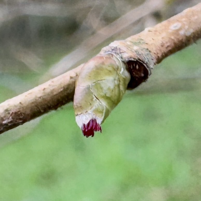 nature_west's tweet image. First hazel flower of the year for me, just emerging at Donagh national school, Inishowen, Nth #Donegal for #wildflowerhour ( plus some gorgeous galanthus overlooking the Donagh river )