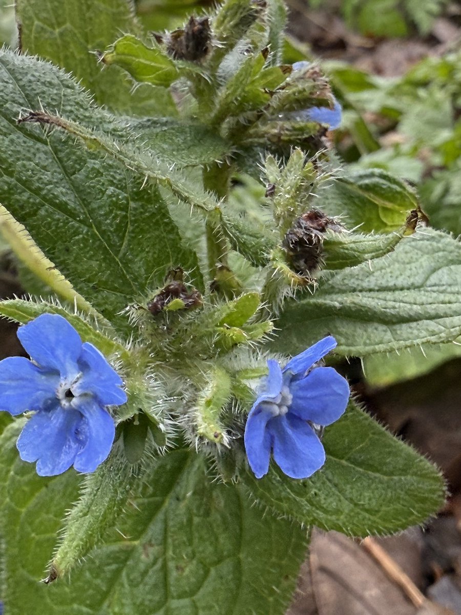 LauraMcKee_fyeh's tweet image. The lovely sky blue (could this be a good social media platform name? Might need some work) of green alkanet. #WildflowerHour