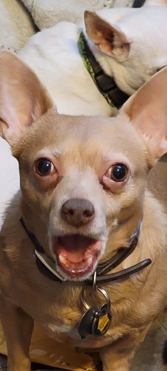 HillMuelle's tweet image. #PuppyBowl 
Sugar is stunned by the action on the field! #Rescued #PuppyBowl 21 #AdoptSeniorDogs