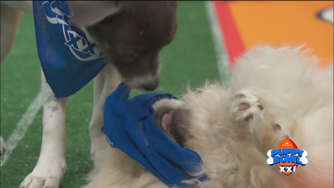 paleblueeyes24's tweet photo. Smoosh won my heart so my vote is Smoosh for MVP. #PuppyBowl #Smoosh https://t.co/J3KqyVTV3Q