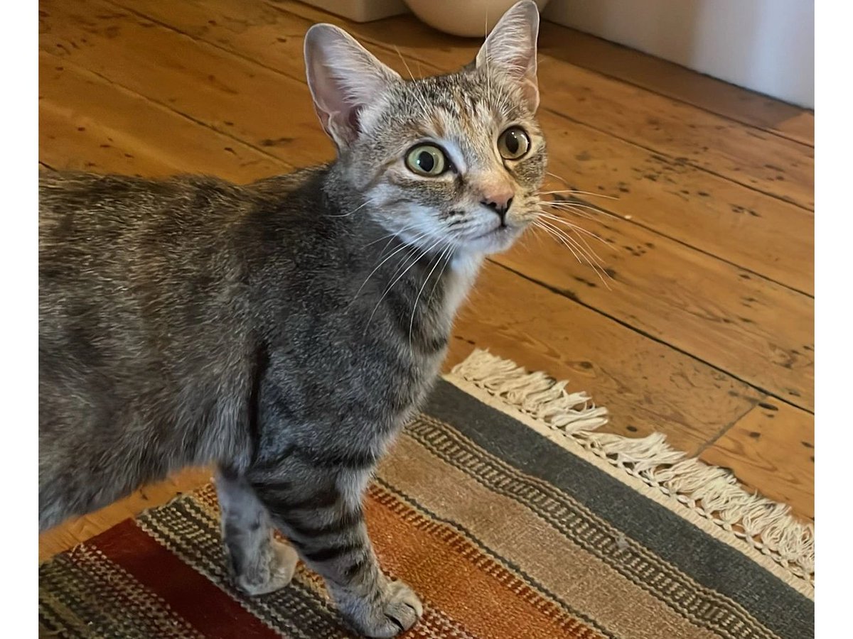 Today was supposed to be Meleys' adoption day. But the prospective adopter had a change of heart and Meleys' forever home fell through at the last minute 😿 Could you offer this gentle, affectionate girl a home? ➡️ cats.org.uk/blackheath#ado…