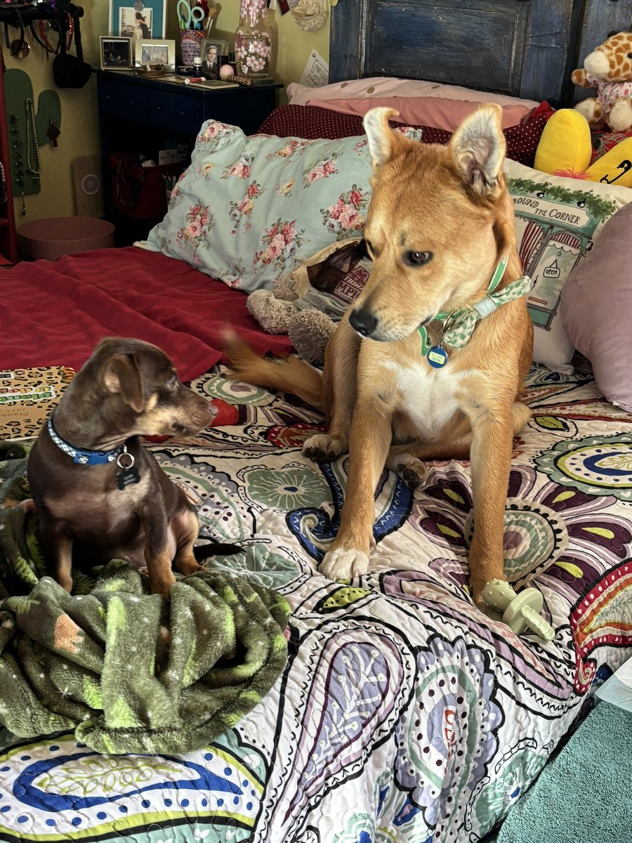 7mirandaherring's tweet photo. We love the Puppy Bowl! 🐶🐶🐶
#PuppyBowl 
#adoptdontshop https://t.co/cCA4OAKGh9