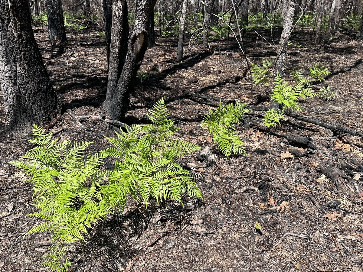 USFS Savannah River (@savannahriverfs) on Twitter photo We’re conducting a hand and aerial ignition 1082-acre prescribed fire today on <a href="/SRSNews/">SRS News</a> to reduce potential hazardous wildfire fuels. Visit  fs.usda.gov/managing-land/… to learn more about the benefits of prescribed fire.  #USFS #ForestryCommish #ForestHealth <a href="/USFSRegion8/">USFS Southern Region</a>
#GoodFire We’re conducting a hand and aerial ignition 1082-acre prescribed fire today on <a href="/SRSNews/">SRS News</a> to reduce potential hazardous wildfire fuels. Visit  fs.usda.gov/managing-land/… to learn more about the benefits of prescribed fire.  #USFS #ForestryCommish #ForestHealth <a href="/USFSRegion8/">USFS Southern Region</a>
#GoodFire