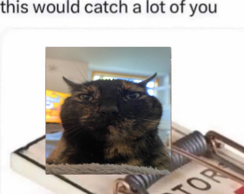 fhardcat's tweet image. This would catch a lot of you