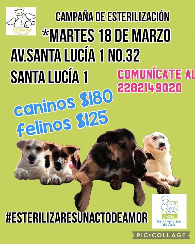 angiemaycolunga's tweet photo. #Esteriliza🐱🐶 #Xalapa #EmilianoZapata 
@pilykuera @Corintiacruz @AbelMucino @PacoDizfinck @CECILLIA36 @marydebeck @anicienta_6 @mayteponm @Ydlan @sara_juarez @VialidadXalapa @fherciencias @camellinlove @Mtra_Shaira @RoxanaAAT @mageba04 @tierraverde1943 @ArrezEdda @sandysiux RT https://t.co/RyXxbwEaJl