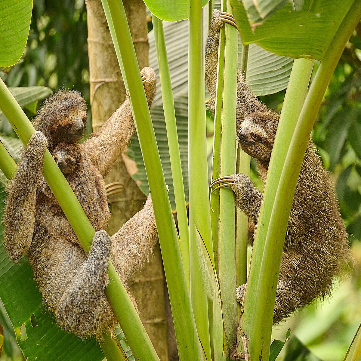 ralfpassing's tweet photo. From my pool deck i can watch my role model
Von meinem Pool aus kann ich meine Vorbilder beobachten
#sloth #Faultier #NaturePhotography #NatureBeauty #naturelovers #family #Panama #BocasdelToro #IslaBastementos https://t.co/qixCO1Oopd