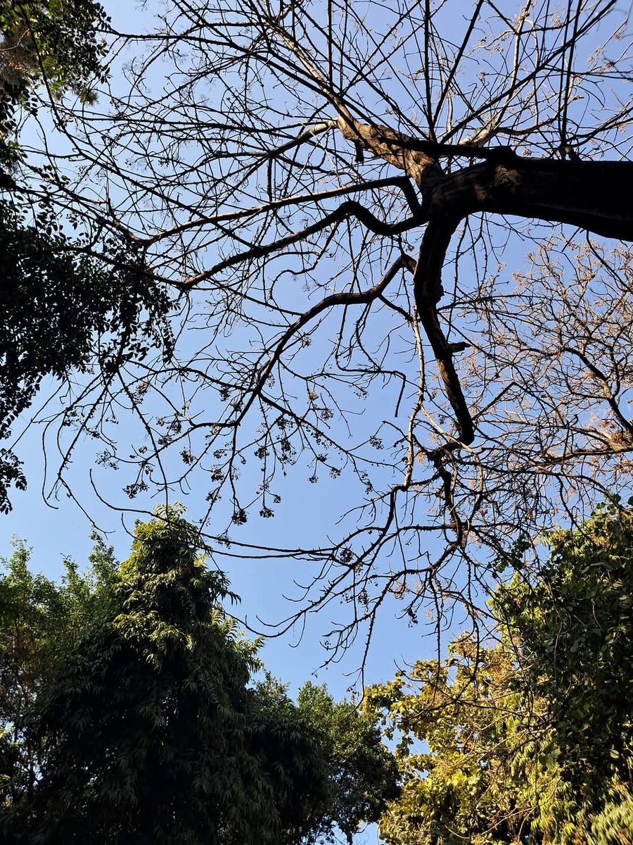 lightseekerusha's tweet photo. “The world does not give us very much now; it often seems to consist of nothing but noise and fear, and yet grass and trees still grow."
- Hermann Hesse
#NatureLover #BeautifulMorning #TreeLover #SaveHasdeoForest #FavWriter #DelhiMornings https://t.co/8t6U9bBjut