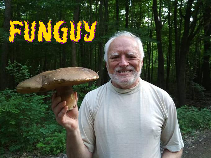 In the quiet of the forest, whispers reach Harold.... 
Forget all your $PAIN, embrace your #FUNGUY 🐸🍄 destiny!