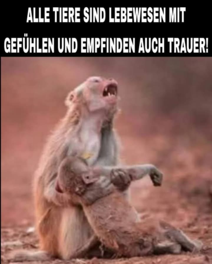 Gem_f_d_Tiere's tweet photo. WIE WAHR!!!
Tiere können trauern um andere Tiere wie auch um Personen und sind zweifellos fühlende Individuen! Man sollte endlich Tiere als vollwertige Lebewesen anerkennen, denn sie haben alle ihre eigene Persönlichkeit, und können positive oder negative Empfindungen spüren! https://t.co/TOWYUPFKQd
