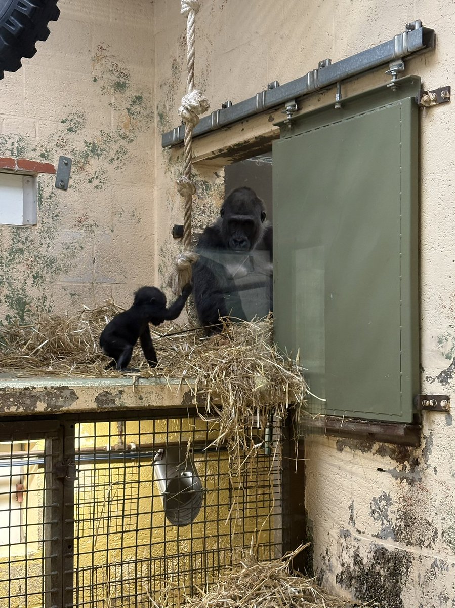 Afgelopen week mocht ik deelnemen aan de jaarlijkse burgemeestersconferentie. Het programma ging o.a. over de kracht van maatschappelijk initiatief en de rol van burgemeesters bij polarisatie en radicalisering. Ook brachten we een bezoek aan de mensapen in de #Apenheul.