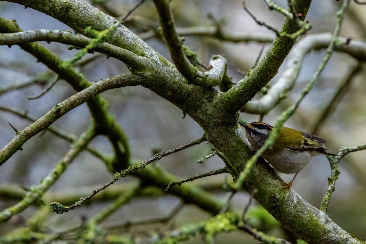Really pleased to see a Firecrest at St Aidan's 🥳 Always humbling to photograph but a joy to watch